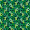Monstera in Forest | Sunshine | Sally Kelly