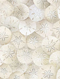 PACKED SAND DOLLARS ON BEACH | Timeless Treasures