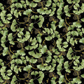 GINKGO LEAVES METALLIC IMPERIAL | CHONG-A HWANG | Imperial Bloom