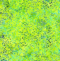 Dreamer Neon | Timeless Treasures | Tonga Batiks Dreamer Collection