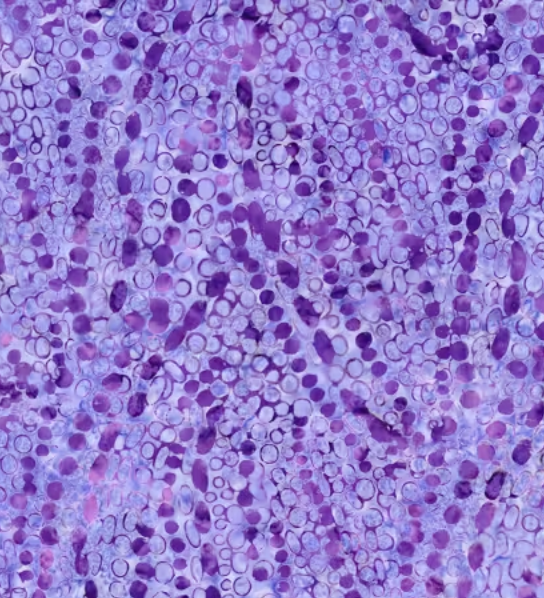 Grape Floating Dots | Timeless Treasures | Tonga Batiks Plumberry Collection