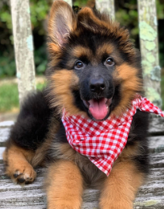 Sew Your Dog's Favorite Bandana | Beginner Class | Saturday, June 6, 2026 12-4 PM